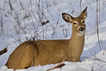 Beautiful isolated picture with a wild deer laying on the snow in the forest