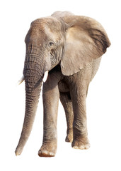Fototapeta na wymiar African Elephant Isolated on White