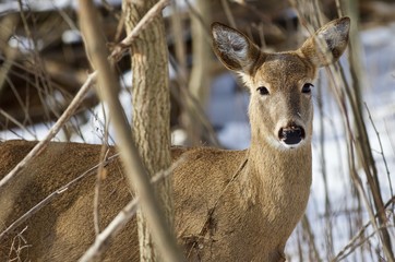 Beautiful isolated picture with a cute wild deer in the snowy forest