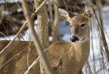 Beautiful isolated image with a wild deer in the snowy forest