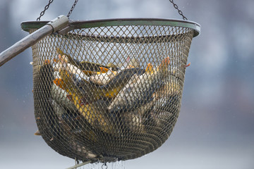 Fishing pond - sorting fish carp and other fish