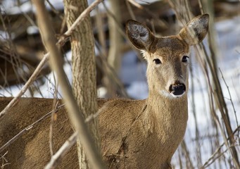 Beautiful isolated image with a cute wild deer in the snowy forest