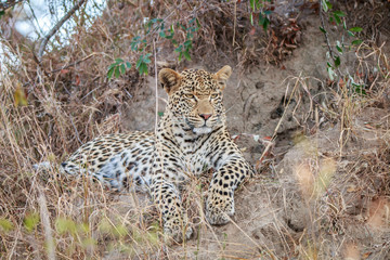 Fototapeta na wymiar Leopard laying in the grass.