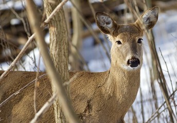 Beautiful isolated picture with a wild deer in the snowy forest