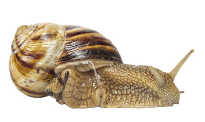 snail on white background