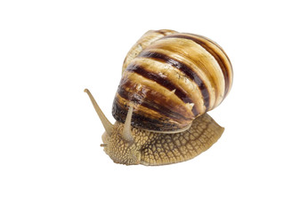 snail on white background