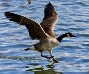 Beautiful isolated photo of a wild Canada goose landing