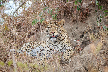 Leopard laying in the grass.