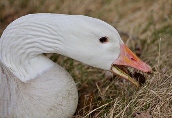 Beautiful image with a wild snow goose eating the grass