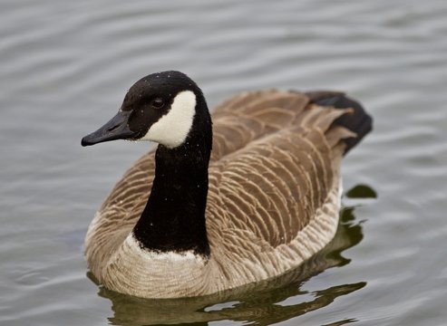 Beautiful isolated picture of a cute wild Canada goose in the lake