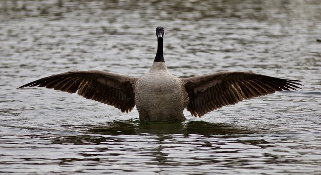 Beautiful isolated photo of a cute wild Canada goose in the lake with the strong wings