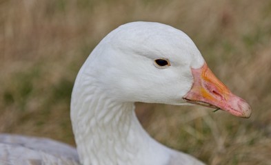 Beautiful background with a wild snow goose on the grass field