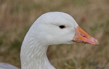 Beautiful isolated photo with a wild snow goose on the grass field