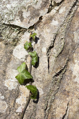 Gemeiner Efeu am Baum I