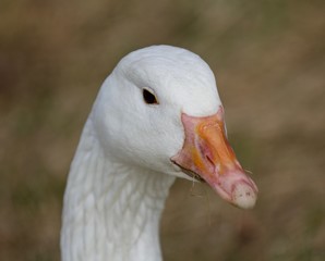 Beautiful isolated image with a strong confident snow goose on the grass field