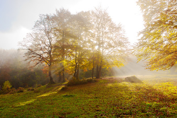 Naklejka premium The sun's rays shine through the golden leaves of beeches in the foggy morning in a golden autumn.