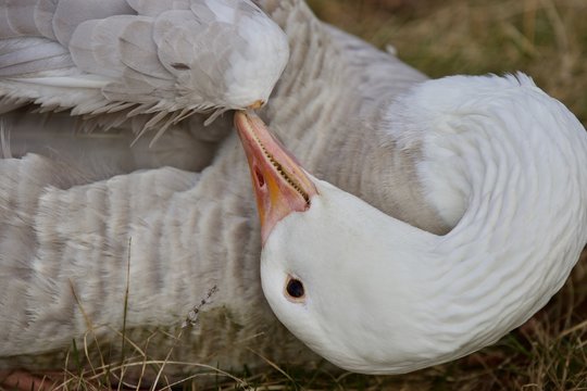 Beautiful isolated image with a strong snow goose cleaning his feathers
