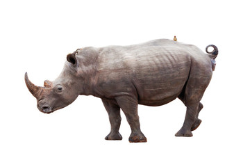 Obraz premium Rhinocerous With Bird on Back Isolated
