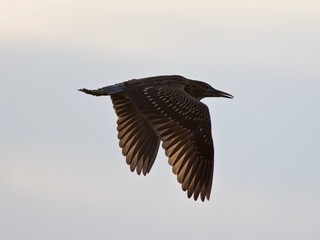 Beautiful isolated photo of a wild female heron flying in the sky