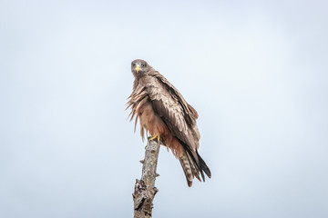 Yellow-billed kite sitting on a branch.
