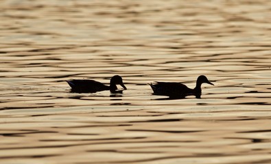 Beautiful isolated picture of two ducks in a lake on the sunset