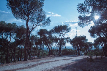 BOSQUE