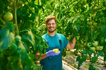 Friendly agronomist checking tomatoes in greenhouse