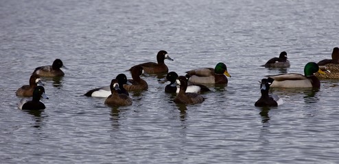 Beautiful isolated picture of a swarm of ducks in the lake