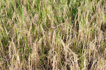 Paddy rice field in clear light day, close up.