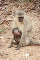 Mother Vervet monkey with a baby.