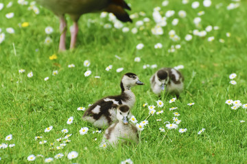 Cute baby ducks