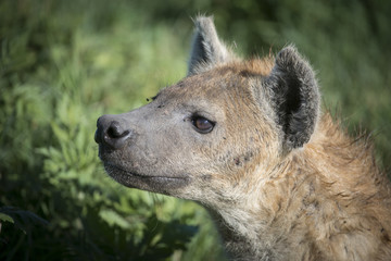 Obraz premium Hyena Portrait