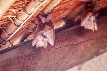 Fototapeta na wymiar Wahlberg's epauletted fruit bat hanging upside down.