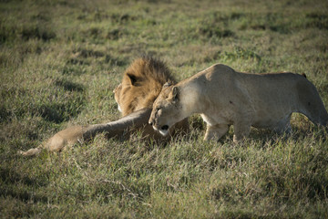 Lion Couple, Ngorongoro Crater