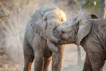 Two Elephants playing. © simoneemanphoto