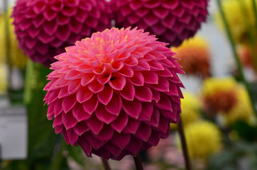 Dalia