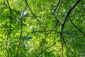 Fototapeta na wymiar Green Leaf Background in Nature Environment