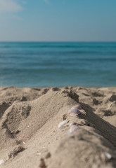 Shells on sand on coast. Relaxing background