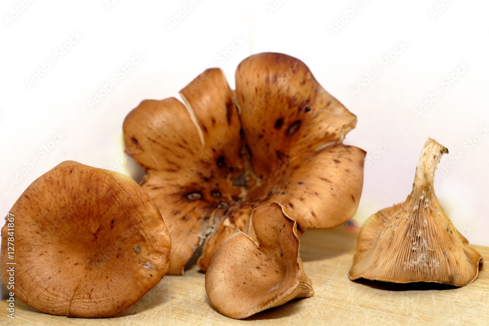 Wall mural mushroom