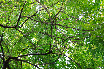 Green Leaf Background in Nature Environment