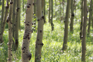 aspen in the sunlight