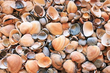 background from multi-colored sea shells on the beach