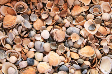 background from multi-colored sea shells on the beach