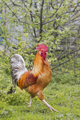 red beautiful rooster walking on green grass on the farm in the summer