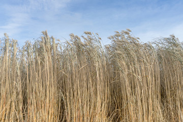 Im Wind wehender Schilf vor blauem Himmel