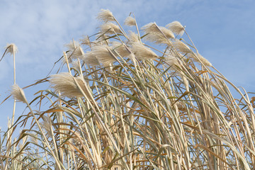 Im Wind wehender Schilf vor blauem Himmel