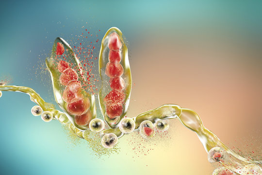 Destruction of fungus Trichophyton mentagrophytes which causes athlete's foot Tinea pedis and scalp ringworm Tinea capitus. 3D illustration. Concept for antifungal treatment