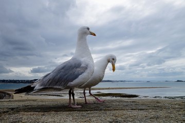 2 seagulls