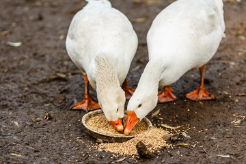 Белые гуси клюют зерно © vasilaleksandrov