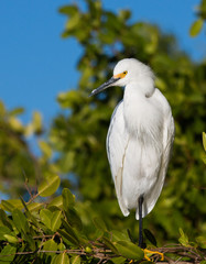 Egret in Florida Mangroves